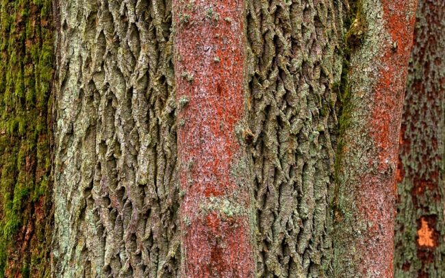 Frederic-Demeuse-tree-photography