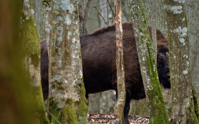 Frédéric Demeuse-wildlife-Photographer-European Bison-Bialowieza-Poland