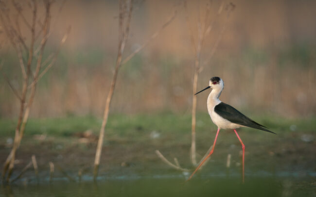 Frédéric Demeuse-wildlife- Photography-Stilt