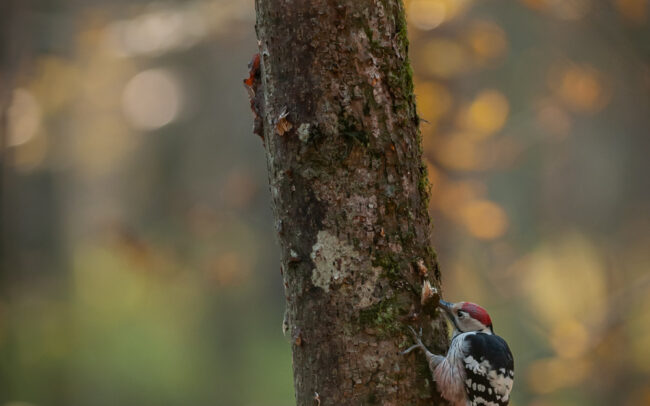 Frederic-Demeuse-wildlife-Photography-White-backed-Woodpecker