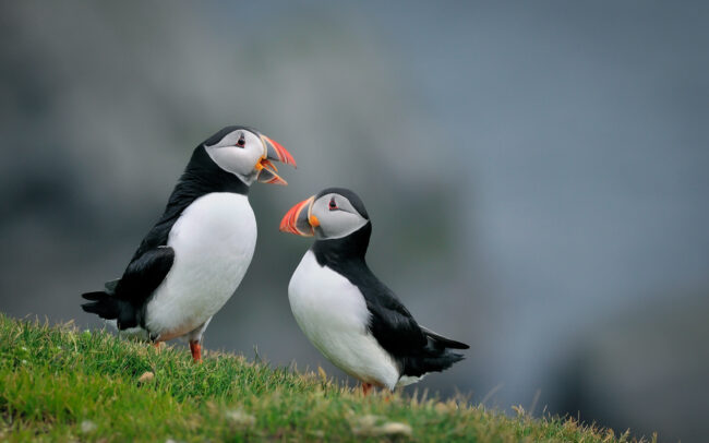 Frederic Demeuse-wildlife-photography-bird-photographer