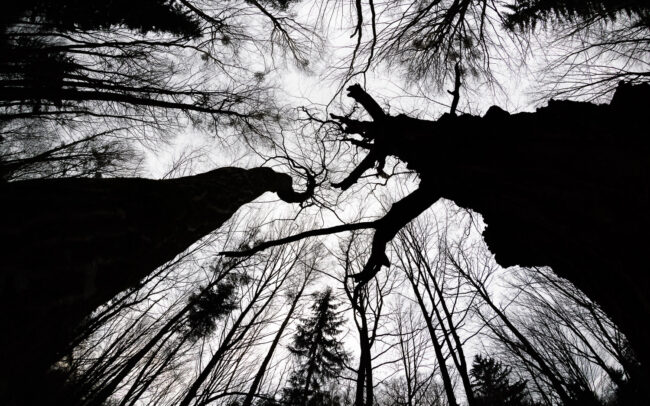 Frederic Demeuse-Bialowieza Forest-1