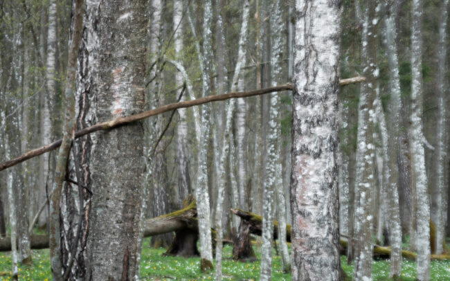 Frederic Demeuse-Bialowieza Forest-1