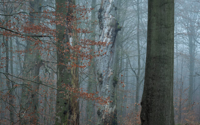 Frederic Demeuse Photography - Winter forest-Sonian Forest-UNESCO site