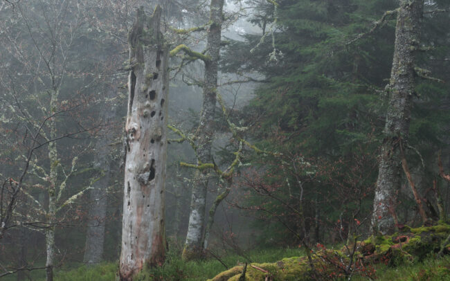 Frédéric-Demeuse-old-forest-Romania