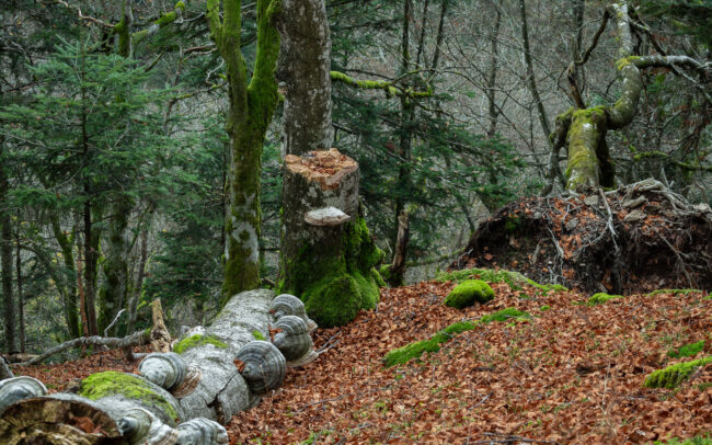 Frédéric-Demeuse-paradise-forest-Romania