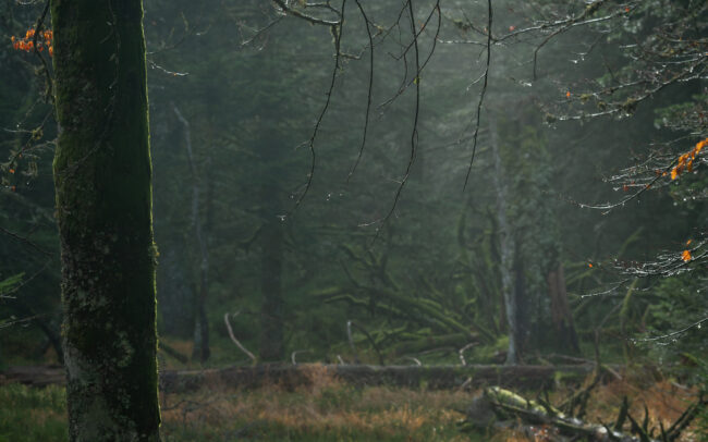 Frédéric-Demeuse-primeval-bog-forest