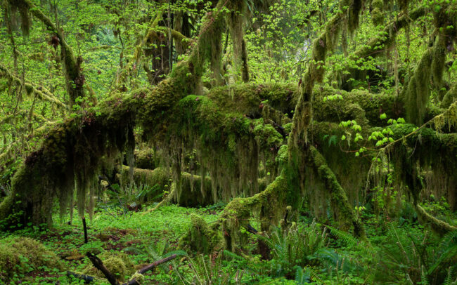 Frédéric-Demeuse-temperate-rainforest-Hoh Rainforest