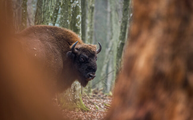 Frederic Demeuse Photography - Bialowieza Primeval forest-Bison