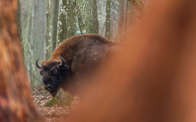 Frederic Demeuse Photography - Bialowieza Primeval forest-European-bison-winter
