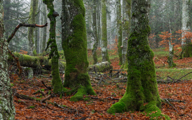 Frederic Demeuse Photography - Primeval forest-1