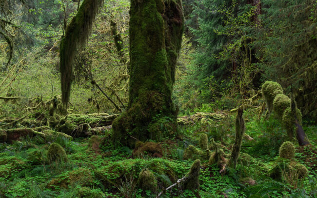 Frederic Demeuse Photography - Rainforest