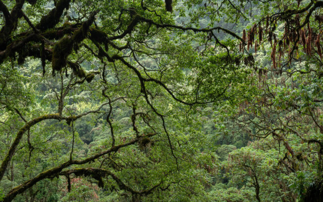 Frederic Demeuse Photography-Rwenzori Mountains