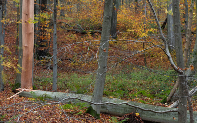 Frederic Demeuse Photography-Sonian-Forest-autumn