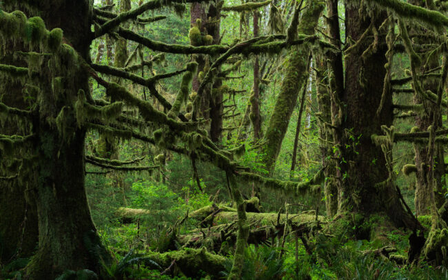 Frédéric-Demeuse-alluvial-temperate-rainforest