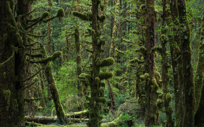 Frédéric-Demeuse-alluvial-temperate-rainforest-Queets