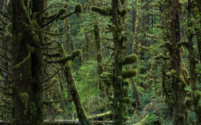 Frédéric-Demeuse-temperate-rainforest-Queets