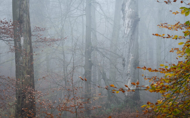 Frederic Demeuse Photography - Sonian Forest-4