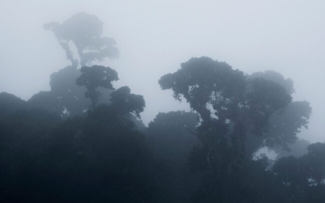 Frederic Demeuse Photography - Cloud ForestBale Mountains-Ethiopia