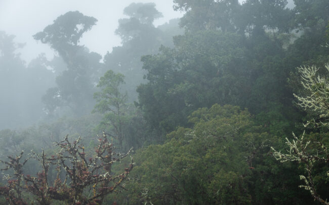 Frederic Demeuse Photography - Cloudforest-Panama