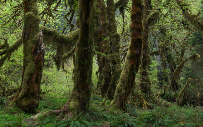 Frédéric Demeuse Photography-Hoh Rainforest