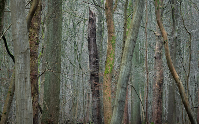 Frederic Demeuse Photography - Sonian Forest-Unesco-winter