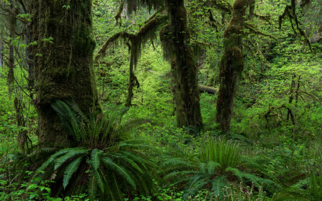 Frédéric Demeuse Photography-Temperate-rainforest