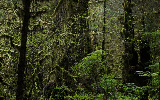 Frédéric-Demeuse-forgotten-places-forest-photography-temperate-rainforest