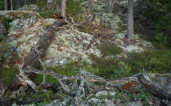 Frédéric Demeuse-primeval-forest-photography-Hamra national park-Sweden