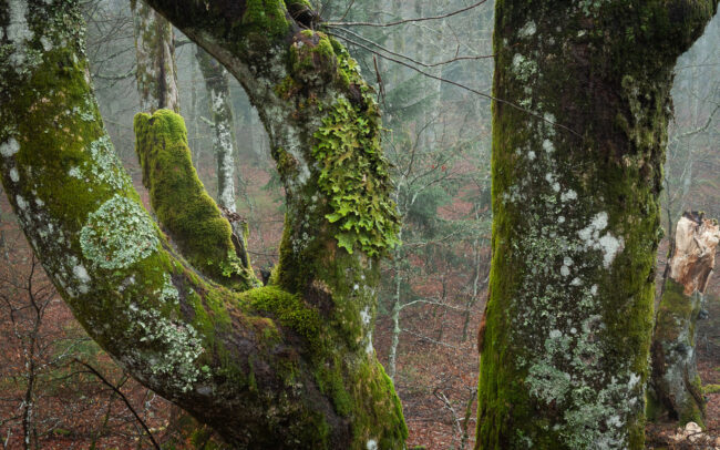 Frederic Demeuse Photography-primeval-trees