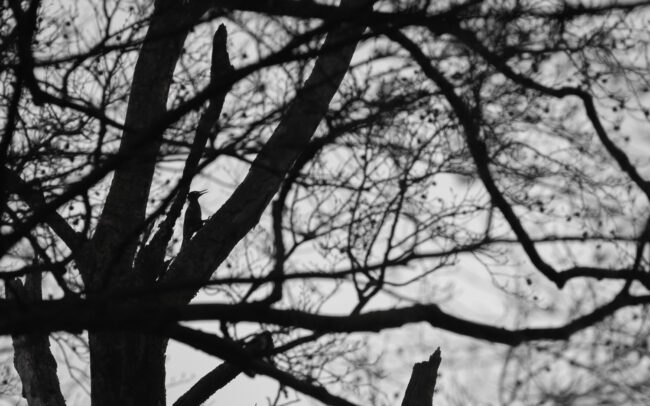 Frederic Demeuse-forest-wildlife-photography-Black-woodpecker-Sonian-Forest