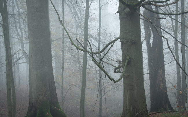 Frederic-Demeuse-Photography-Sonian Forest Unesco-4