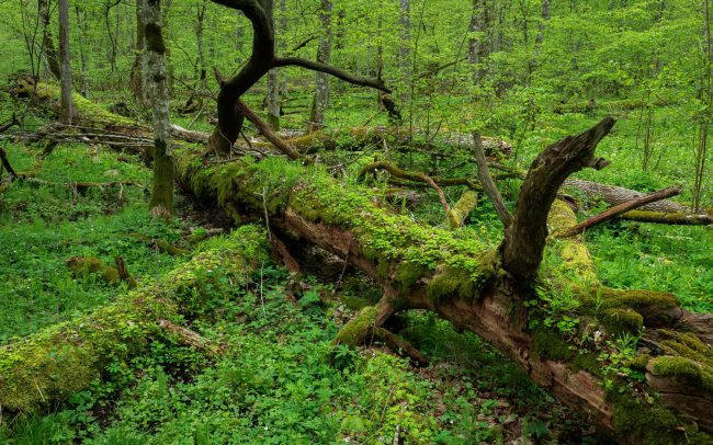 Frederic Demeuse Photography-Bialowieza Forest-May