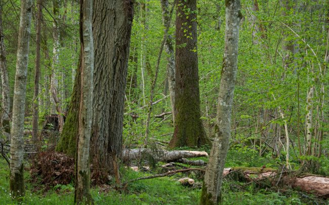 Frederic Demeuse Photography-Bialowieza Forest-forest reserve