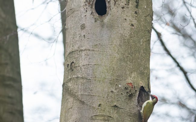 Frederic Demeuse Photography-Sonian Forest-Green Woodpecker