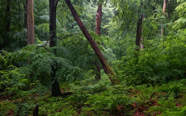 Frederic Demeuse Photography-Sonian Forest-May