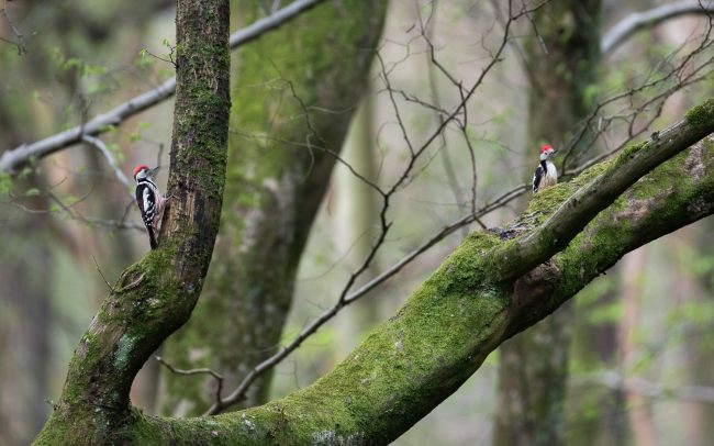 Frederic Demeuse Photography-Sonian Forest-Middle-spotted Woodpecker