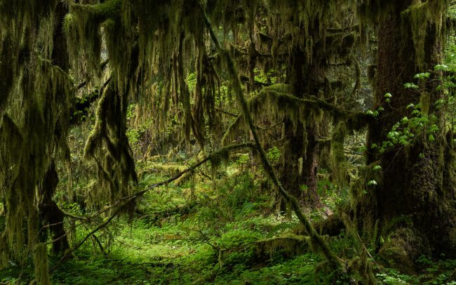 Frederic Demeuse Photography-Temperate rainforest-5
