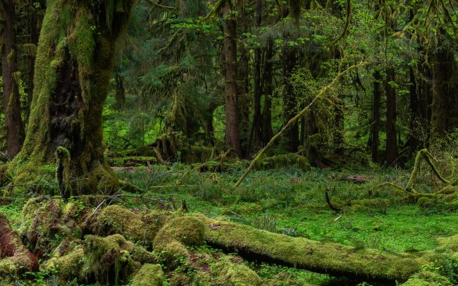 Frederic Demeuse Photography-Temperate rainforest-Hoh