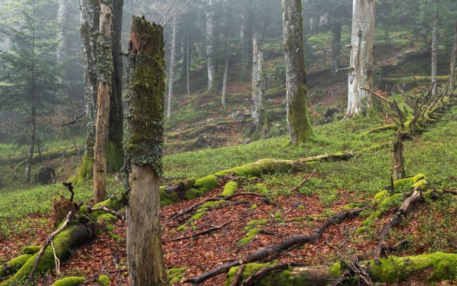 Frederic Demeuse Photography-primary forest