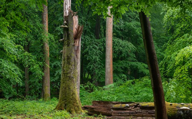 Frederic Demeuse Photography-primary-forest-10