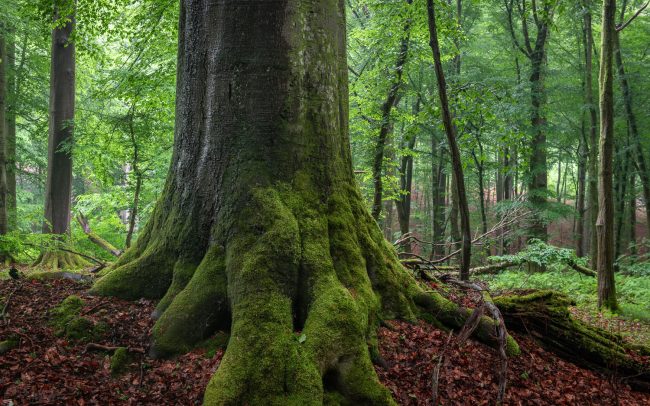 Frederic Demeuse Photography-primary-forest-11