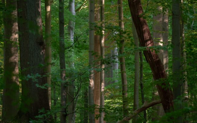 Frederic Demeuse Photography-primary-forest-12