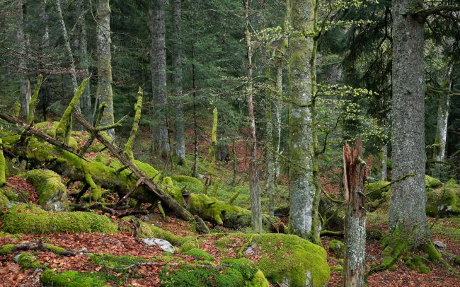 Frederic Demeuse Photography-primary forest-2