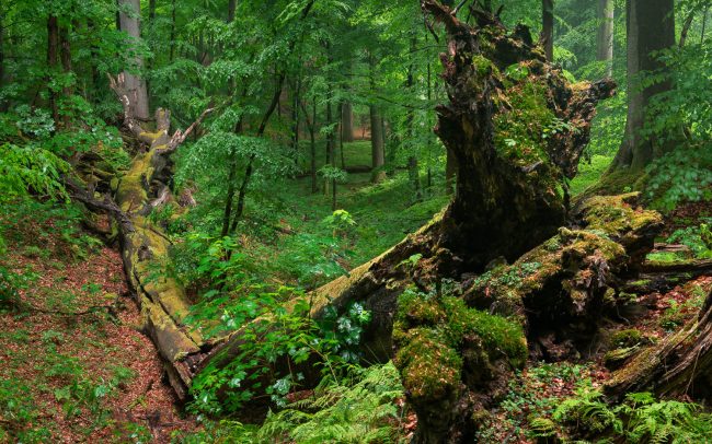 Frederic Demeuse Photography-primary-forest-4