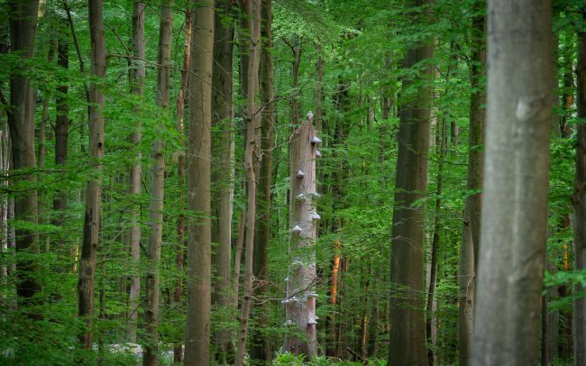 Frederic Demeuse Photography-primary-forest-6