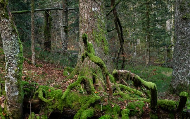 Frederic Demeuse Photography-primary-forest
