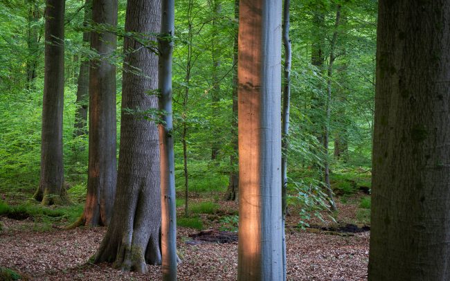 Frederic Demeuse Photography-primary-forest-7