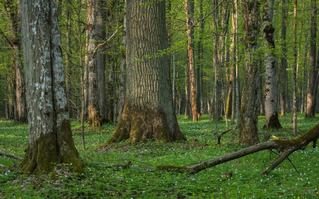 Frederic Demeuse Photography-primary-forest-Bialowieza