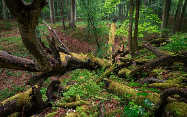 Frederic Demeuse Photography-primary-forest-Forgotten Places